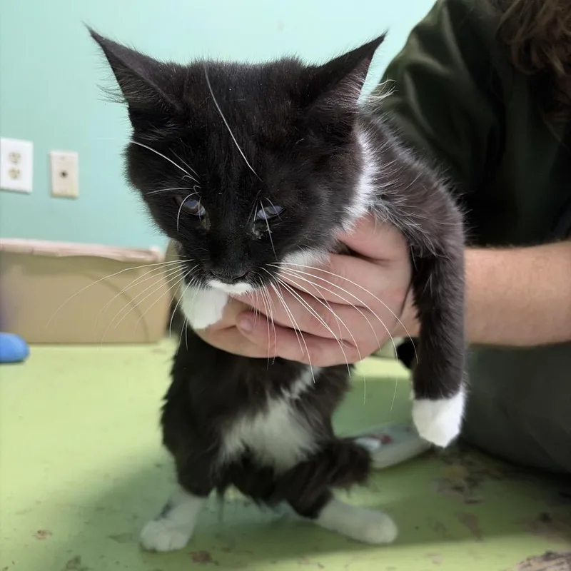 A young small-sized male Black American Shorthair cat named Stanwood for adoption in Melrose, FL