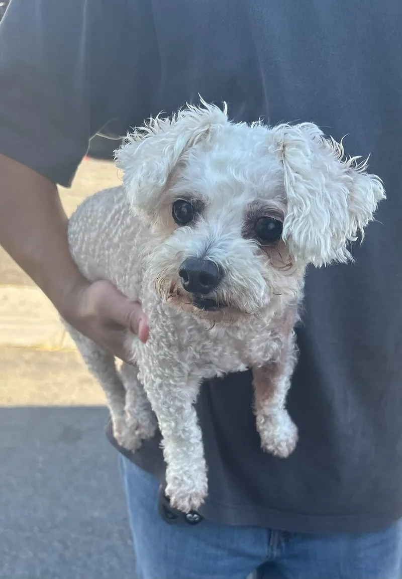 A senior small-sized male White / Cream Miniature Poodle dog named Mini poodleOwners Moved for adoption in Torrance, CA