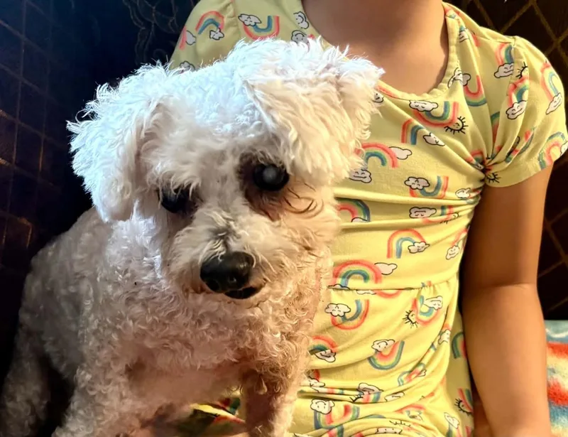 Mini poodleOwners Moved thumbnail 2