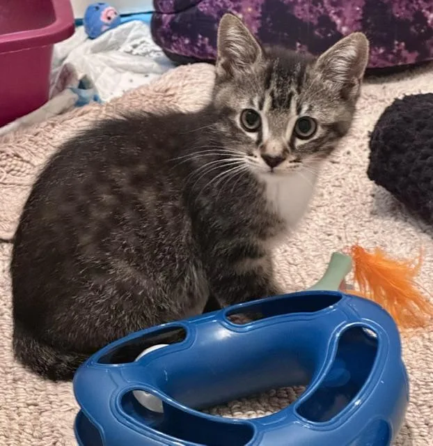 A young medium-sized male Tabby (Gray / Blue / Silver) Domestic Short Hair cat named Pugsley for adoption in Atlanta, GA