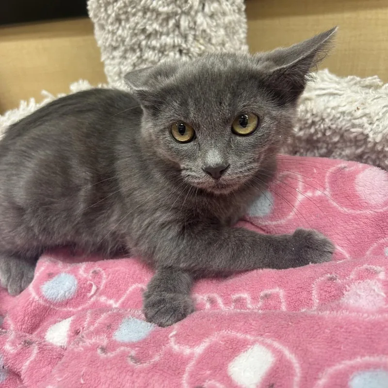 A baby small-sized female Gray / Blue / Silver Domestic Short Hair cat named Amy for adoption in Hemet, CA