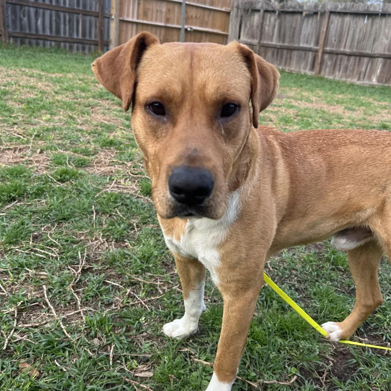 An adult medium-sized male Golden Labrador Retriever dog named Davidson for adoption in Houston, TX