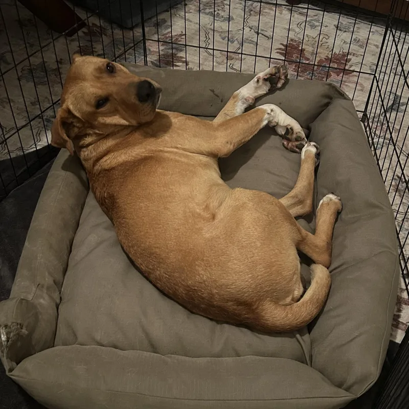 Davidson thumbnail 4