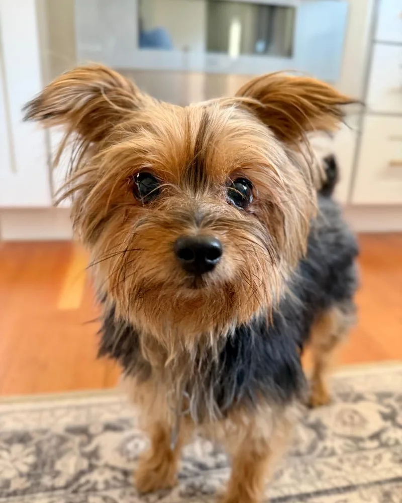 An adult small-sized female Yorkshire Terrier dog named Popples for adoption in Reno, NV