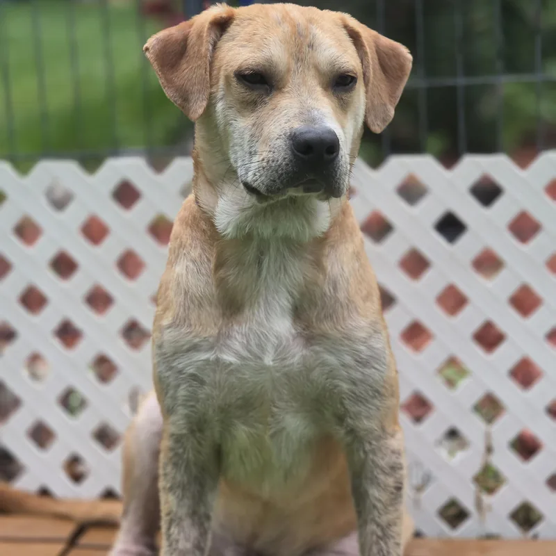 A baby medium-sized male Apricot / Beige Labrador Retriever dog named Fabien for adoption in Blairstown, NJ