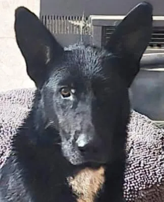 An adult large-sized female Bicolor German Shepherd Dog dog named Onyx for adoption in Phoenix, AZ