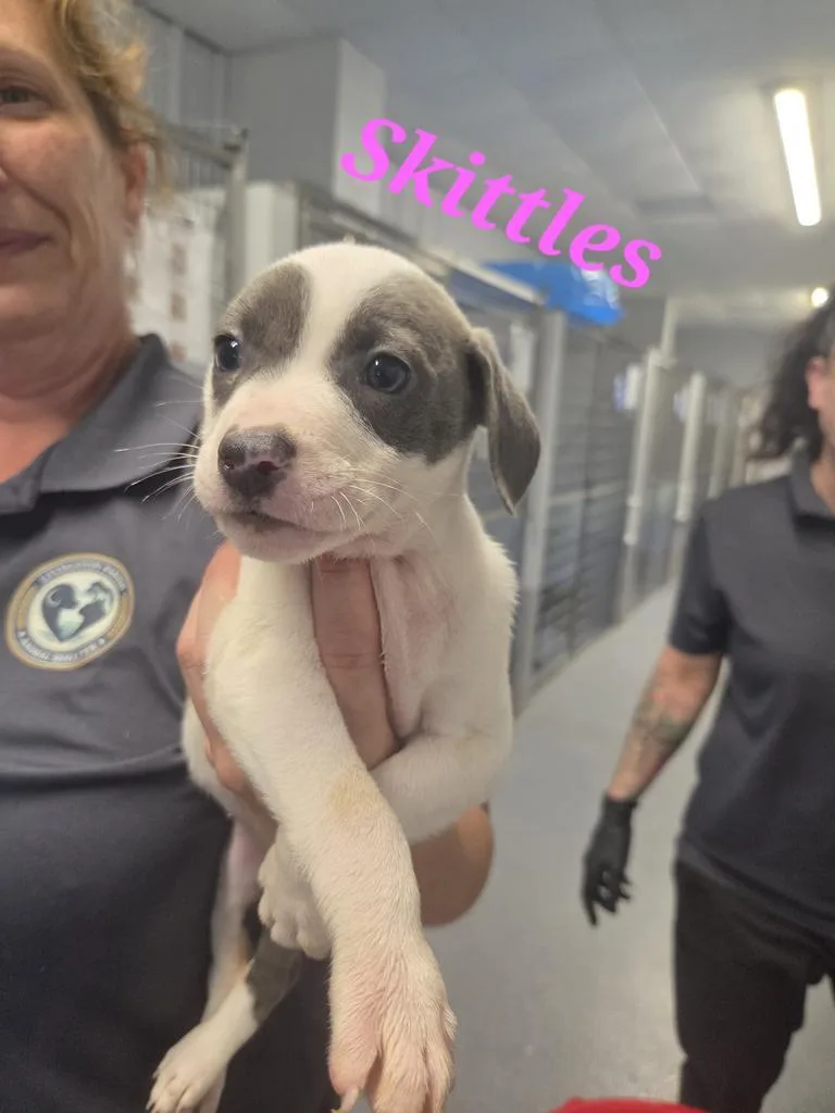 A baby medium-sized female Affenpinscher dog named Skittles for adoption in Livingston, LA
