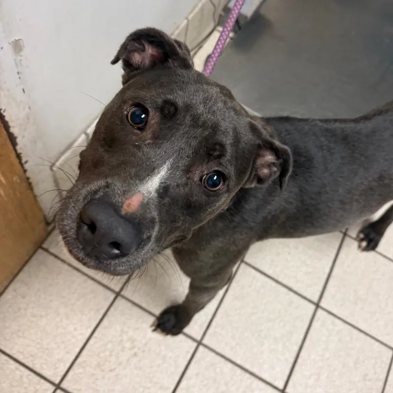 A young medium-sized female Gray / Blue / Silver Mixed Breed dog named Skyler for adoption in Charleston, WV