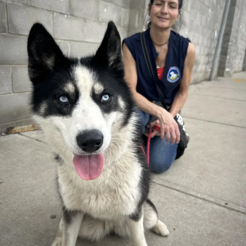 An adult medium-sized female Black Husky dog named Sheila for adoption in Weimar, CA