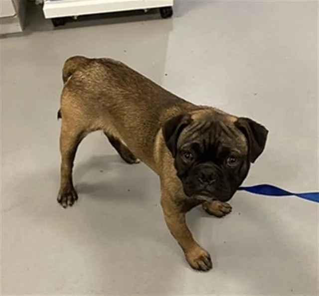 Pumba
