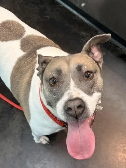 An adult large-sized female Mixed Breed dog named Puffy for adoption in Memphis, TN