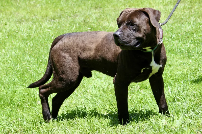 An adult large-sized male Brown / Chocolate Mixed Breed dog named Cory for adoption in Brazil, IN