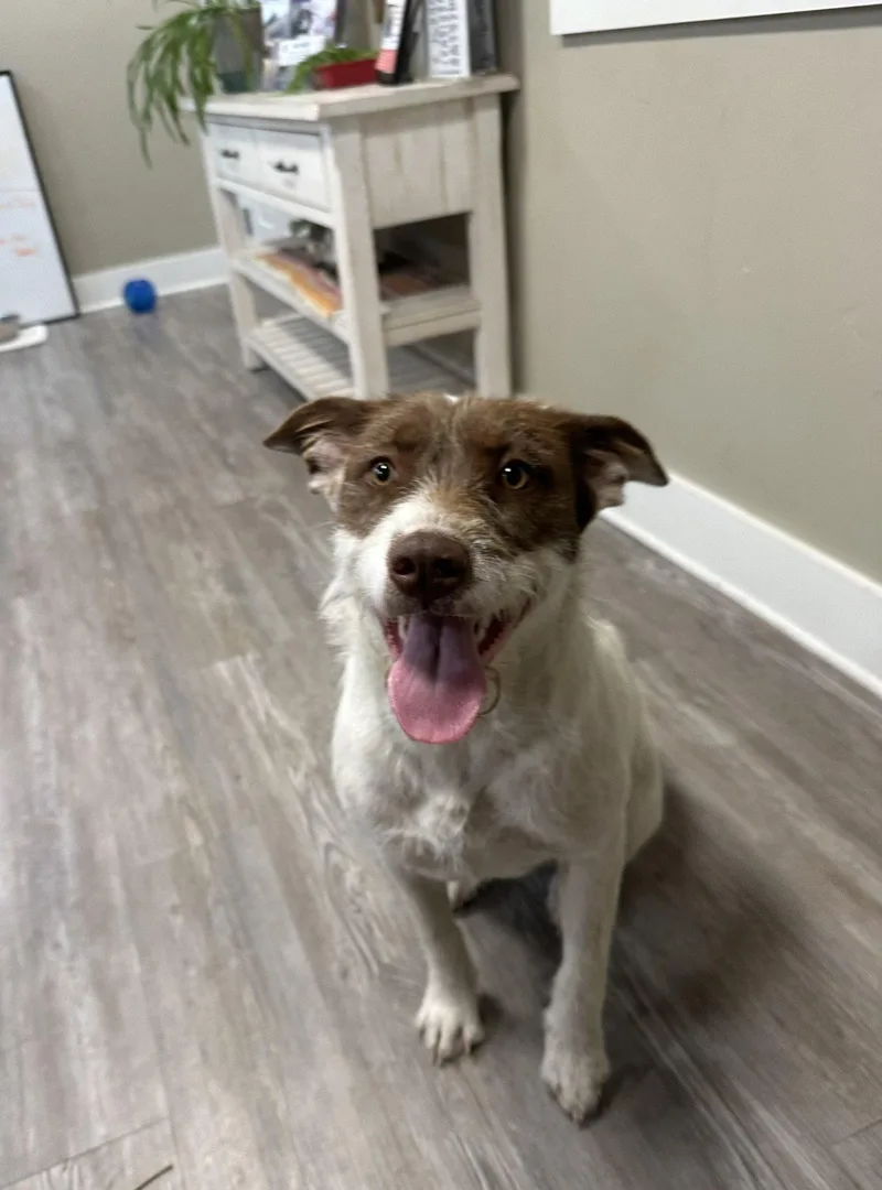 A young medium-sized female Mixed Breed dog named Georgie for adoption in Emmett, ID