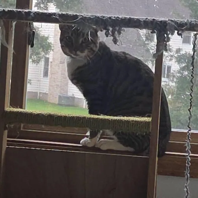 An adult large-sized male Tabby (Brown / Chocolate) Domestic Short Hair cat named Prince Charming for adoption in Rochester, NY