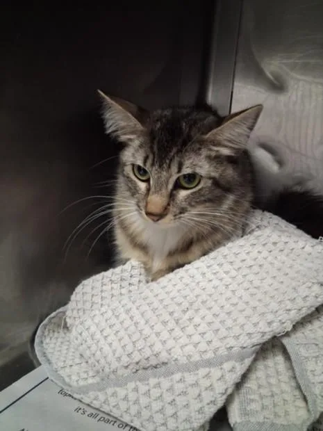 A young medium-sized female Domestic Medium Hair cat named Jenny for adoption in Chatsworth, CA