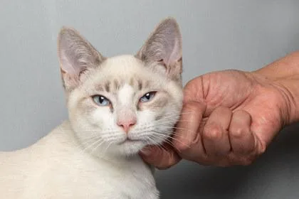 A baby medium-sized male Domestic Short Hair cat named Bloom for adoption in Longmont, CO