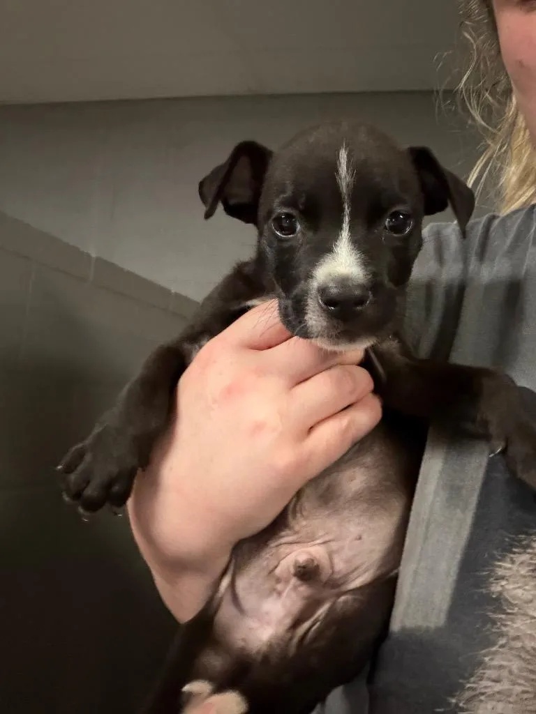 A baby medium-sized male Pit Bull Terrier dog named Cannoli for adoption in Ada, OK
