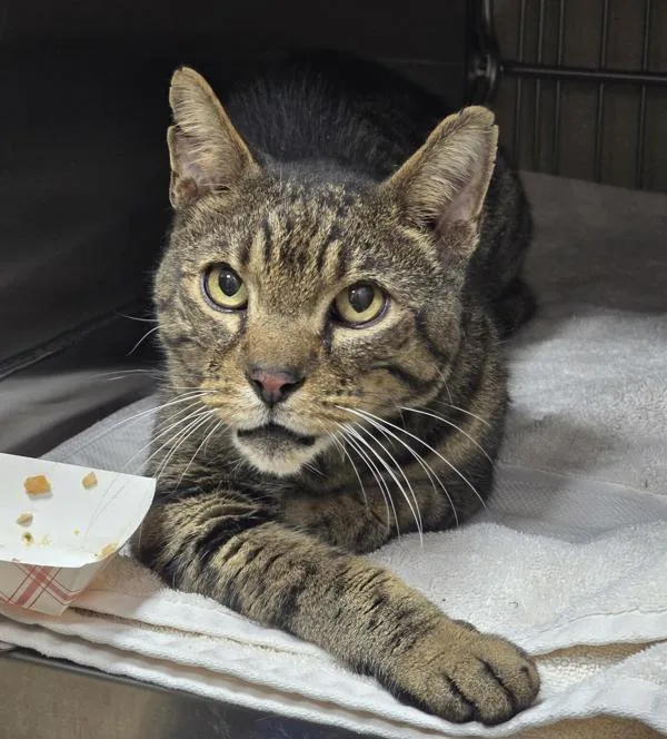 A senior large-sized male Domestic Short Hair cat named Pip for adoption in Vancouver, WA
