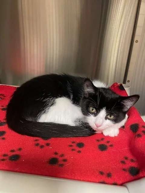 A young medium-sized female Black Domestic Short Hair cat named Tillie for adoption in Prudenville, MI