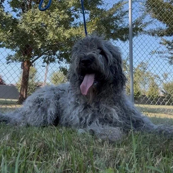 An adult small-sized female Gray / Blue / Silver Mixed Breed dog named Crumble for adoption in Jeffersonville, IN