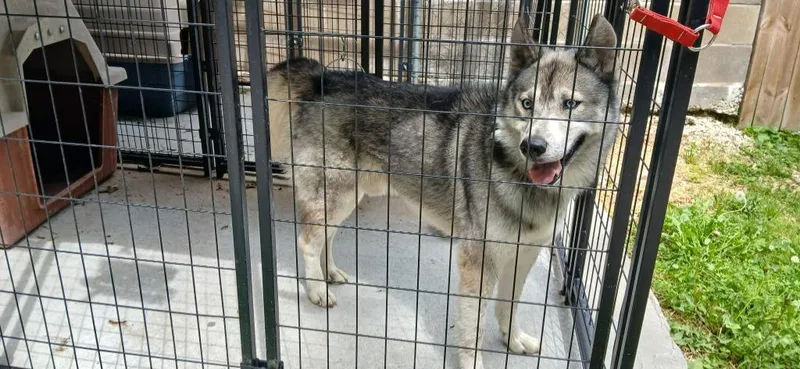 A young medium-sized male Husky dog named Levi for adoption in Crocker, MO