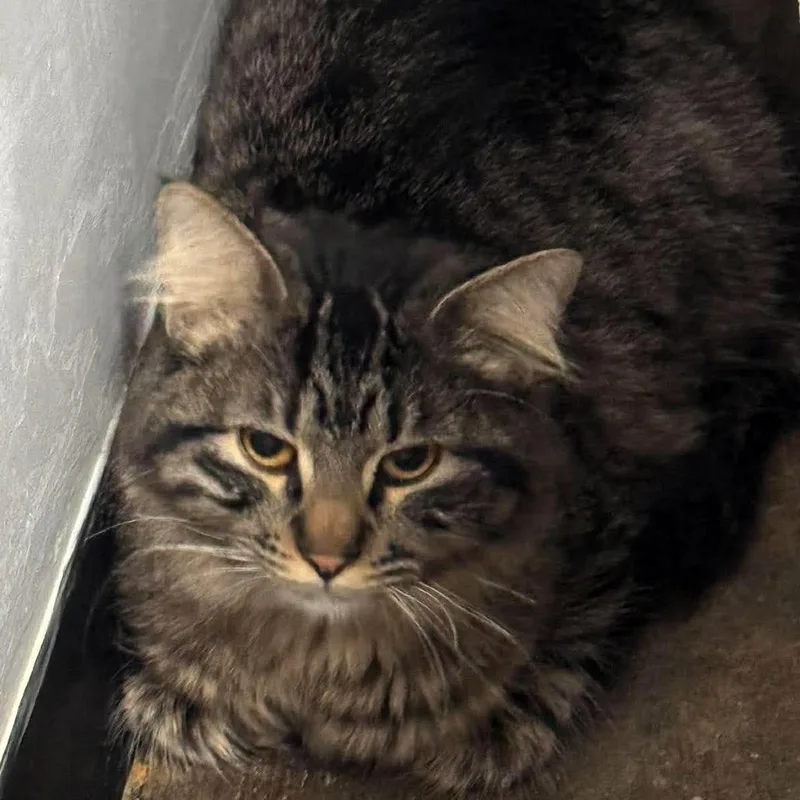 A young medium-sized male Domestic Long Hair cat named Yasuke for adoption in Shawnee, KS