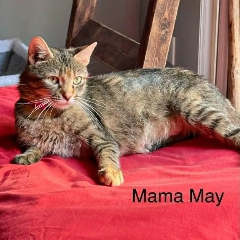 Mama May thumbnail 4