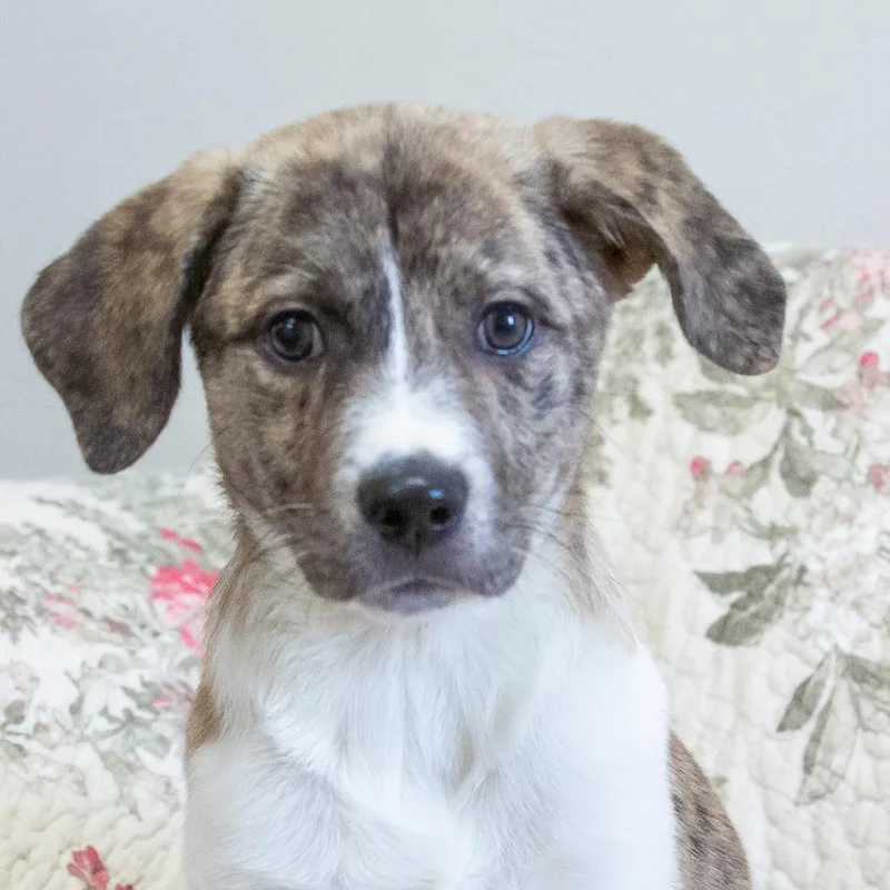 A baby small-sized female White / Cream Mixed Breed dog named Lily for adoption in Cartersville, GA