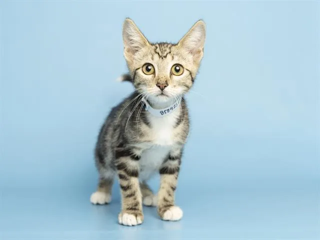 A baby small-sized female Domestic Short Hair cat named Patti for adoption in Phoenix, AZ