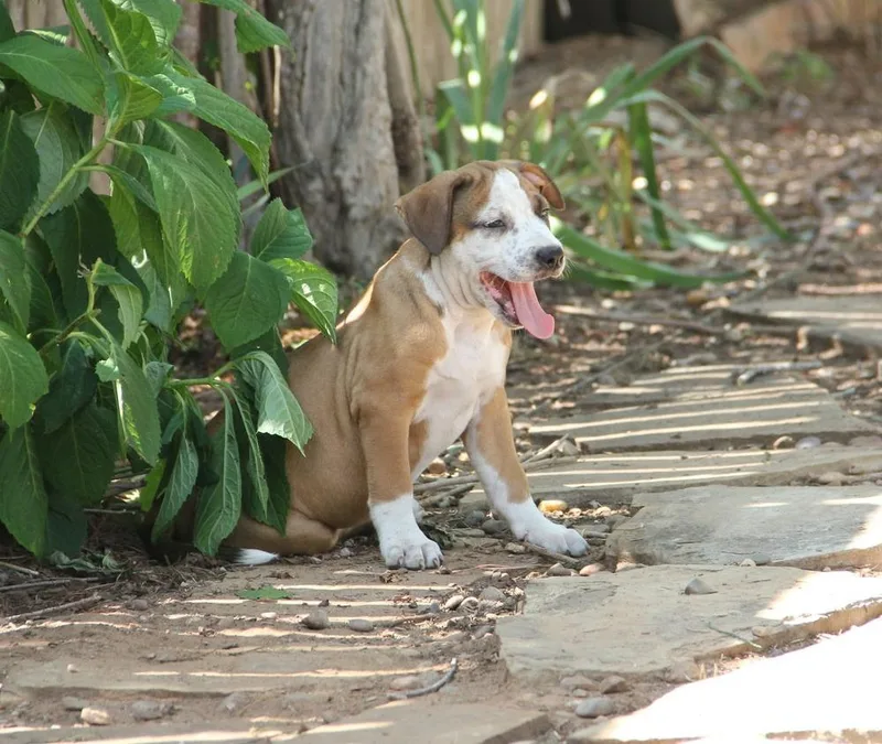 A baby medium-sized female Pit Bull Terrier dog named Eleanor Rigby for adoption in Shawnee, OK