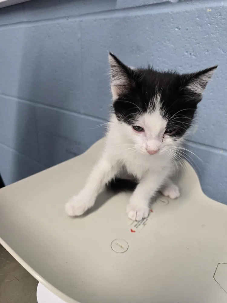 A baby small-sized male Black & White / Tuxedo Domestic Short Hair cat named Sushi for adoption in Evansville, IN
