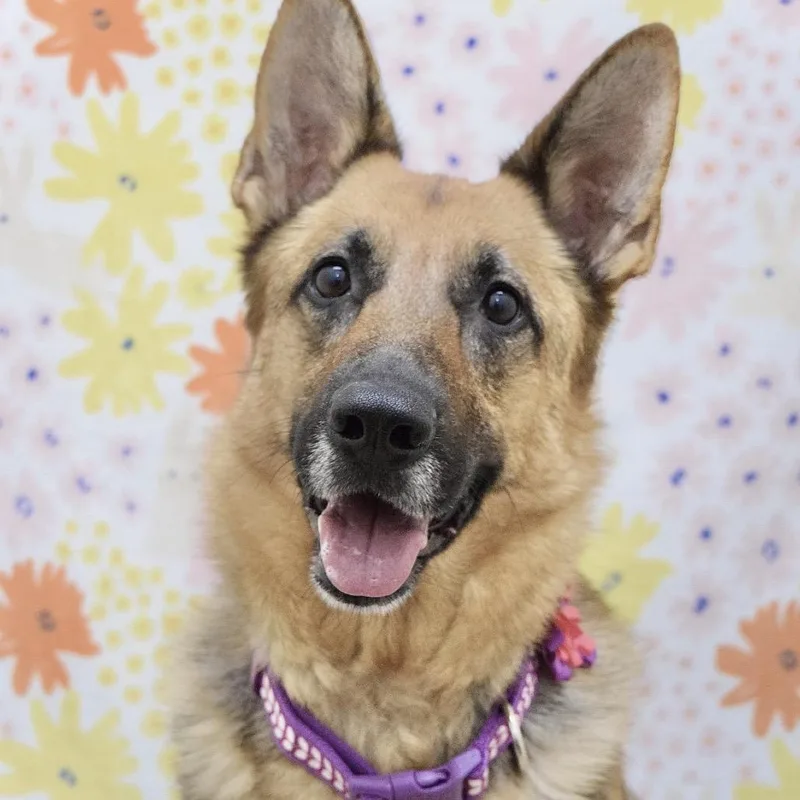 An adult large-sized female Brown / Chocolate German Shepherd Dog dog named Bronwyn  Ecas for adoption in Pleasanton, CA