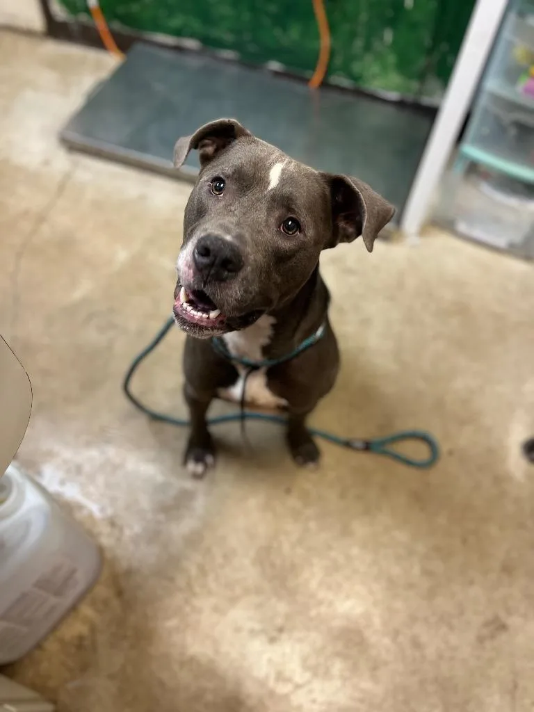 An adult large-sized male Pit Bull Terrier dog named Dante for adoption in New Braunfels, TX