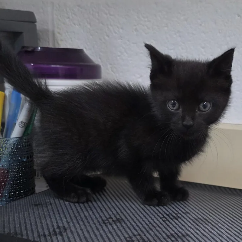 A baby small-sized female Black Domestic Short Hair cat named Mollie for adoption in Ardmore, OK