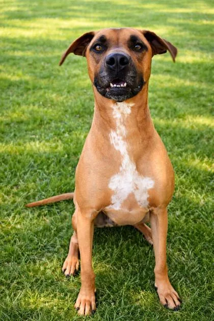An adult large-sized male Mixed Breed dog named Copper for adoption in Cumming, GA