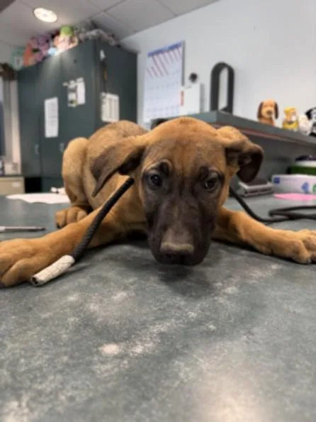 A baby large-sized male German Shepherd Dog dog named Gene for adoption in Chatsworth, CA