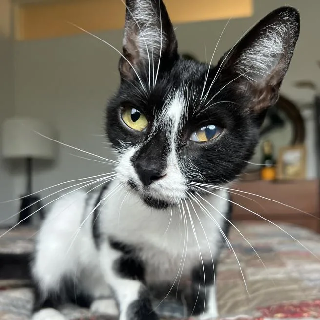 A young small-sized female Black Domestic Short Hair cat named Katie Katwalk for adoption in Austin, TX