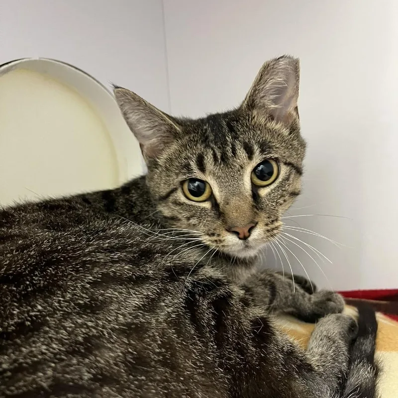 A young medium-sized female Brown / Chocolate Domestic Short Hair cat named Teacup for adoption in Lyndhurst, VA