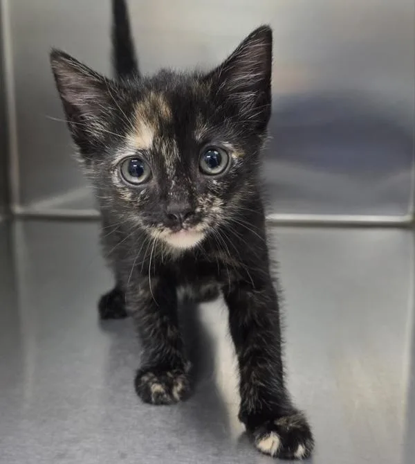A baby small-sized female Domestic Short Hair cat named Bunny for adoption in Sioux City, IA