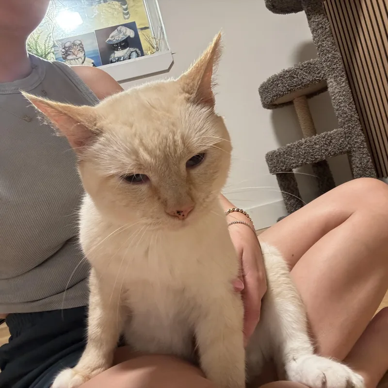 An adult medium-sized male Siamese cat named Teo for adoption in Brooklyn, NY