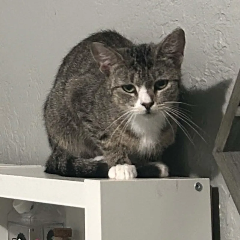 An adult small-sized female Tabby (Brown / Chocolate) Tabby cat named Damien for adoption in Antioch, CA