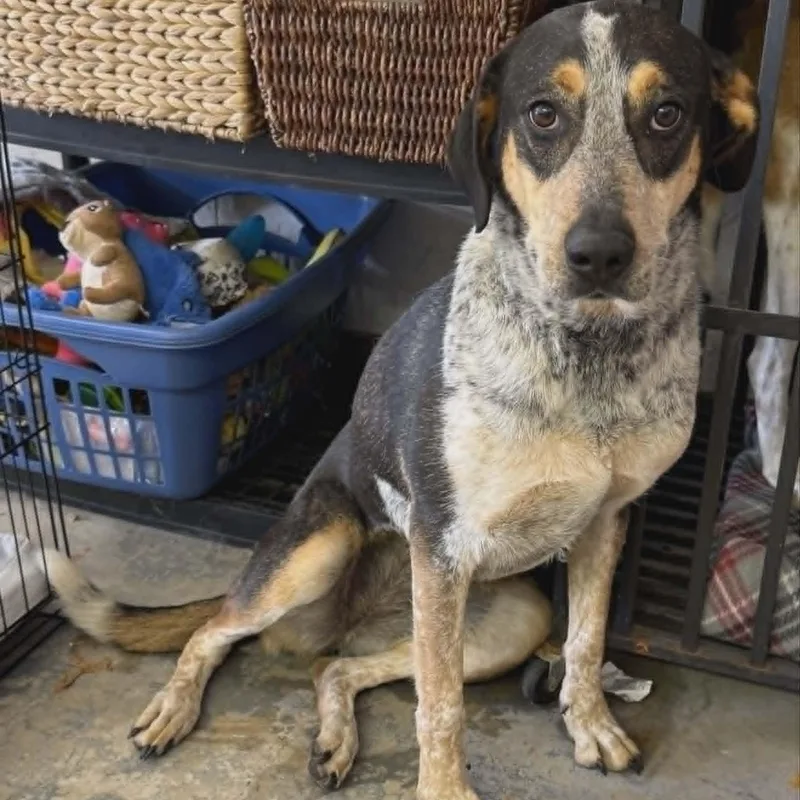 An adult large-sized female Tricolor (Brown, Black, & White) Hound dog named Georgia for adoption in Sparta, WI