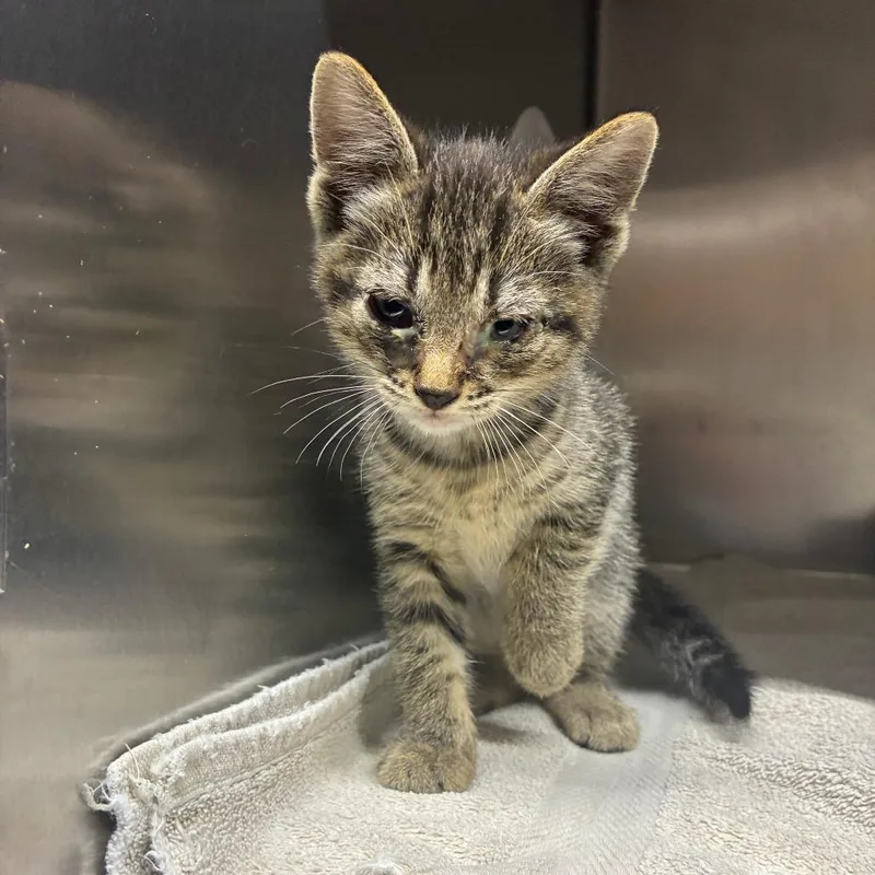 A baby small-sized female Brown / Chocolate American Shorthair cat named Hershey for adoption in Danville, KY