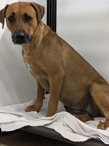 Honeybear thumbnail 2