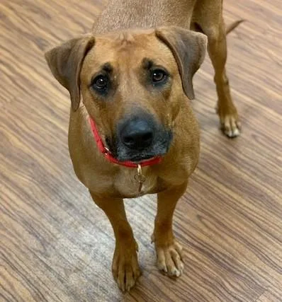 Honeybear thumbnail 3