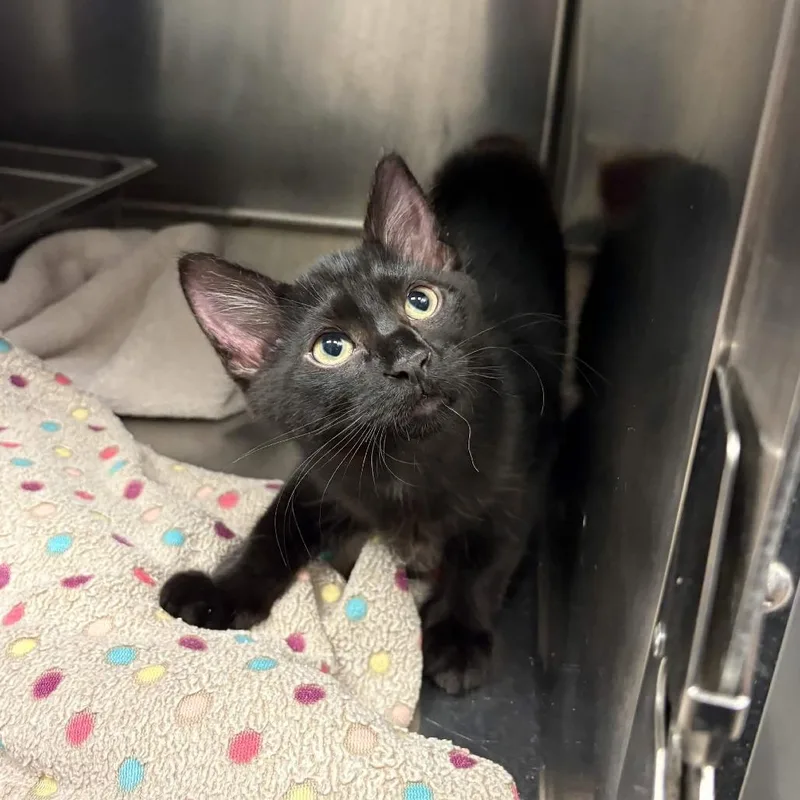 A baby small-sized male Domestic Short Hair cat named Tater for adoption in Beaumont, TX