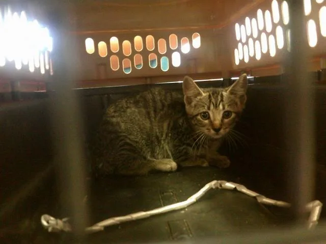 A baby small-sized male Domestic Short Hair cat named Jackson for adoption in Ocala, FL