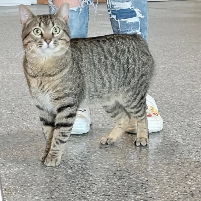 A young large-sized male Brown / Chocolate Domestic Short Hair cat named Benny for adoption in Nashville, TN