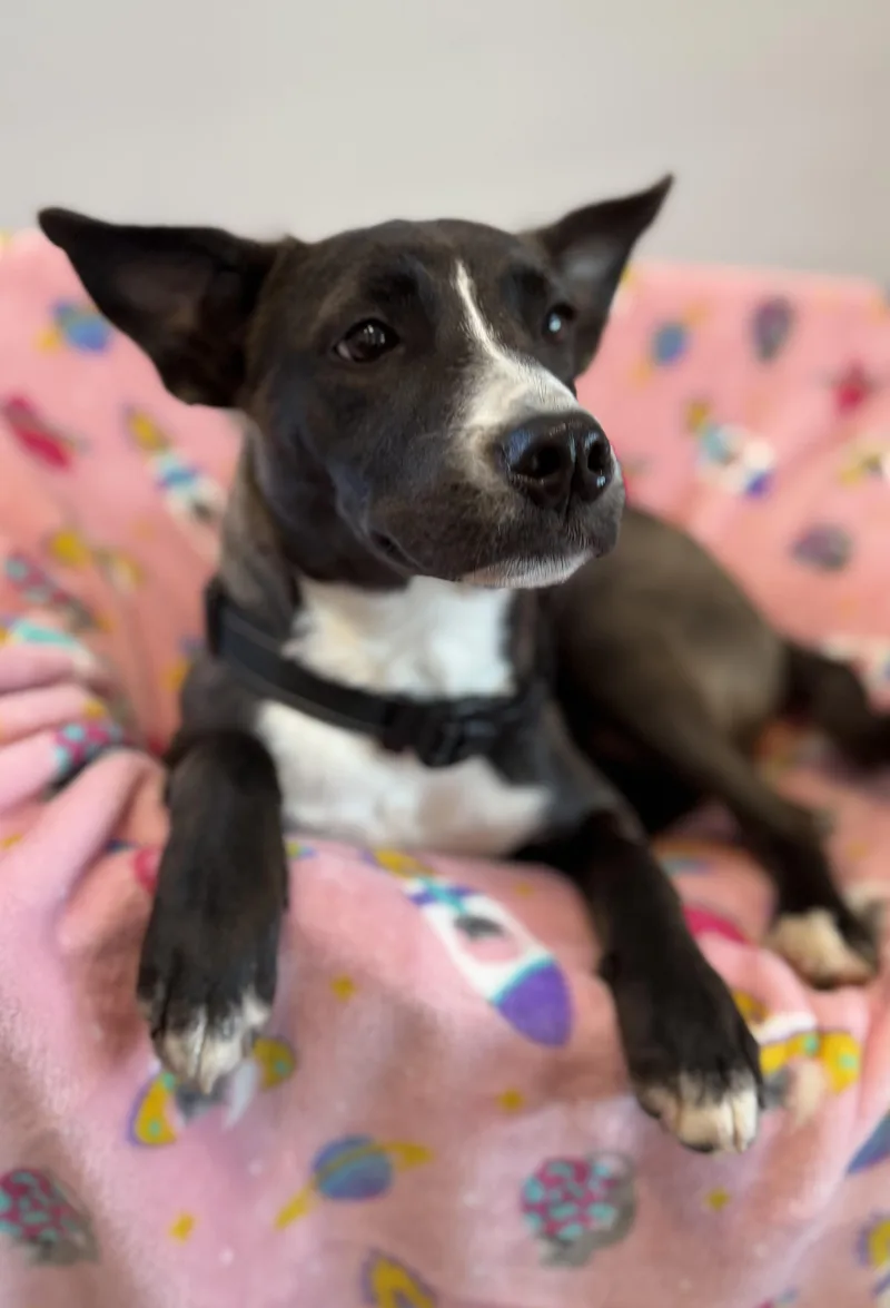 A baby medium-sized female Black Terrier dog named Radar for adoption in Lawrenceville, GA