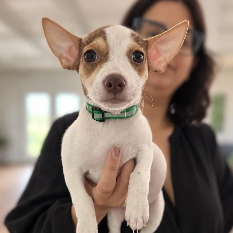 A baby small-sized male American Staffordshire Terrier dog named Toffee for adoption in Tampa, FL